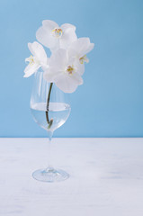White orchid in a glass