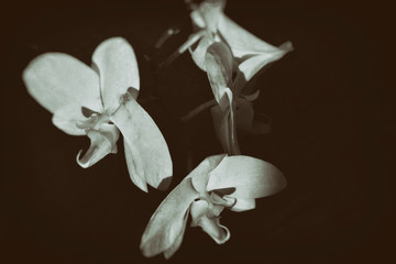  white exotic orchid on a black background in the summer warm sun