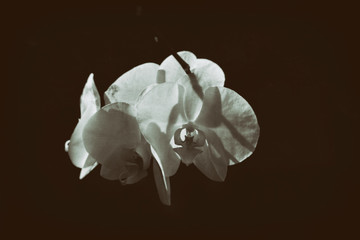  white exotic orchid on a black background in the summer warm sun