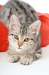 Getigertes Kätzchen liegt auf einem Kissen