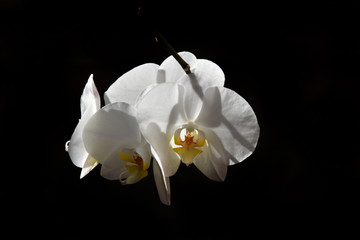  white exotic orchid on a black background in the summer warm sun