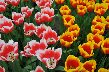 Fototapeta premium Pormenor de jardim
