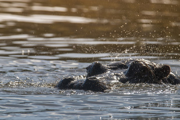 Hippopotamus, Kruger National Park