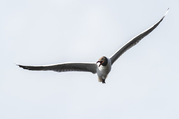 Brown hooded gull, Patagonia