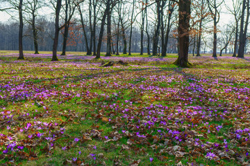 Beautiful colorful magic blooming first spring flowers purple crocus in wild nature field. Sunset sunlight in forest. Horizontal, copy space.