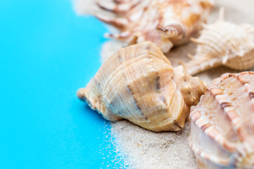 Obraz na płótnie Canvas Sand with seashells on blue background. Copy space.