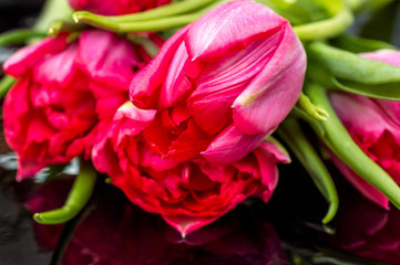Obraz premium Close up of red tulips on black background.