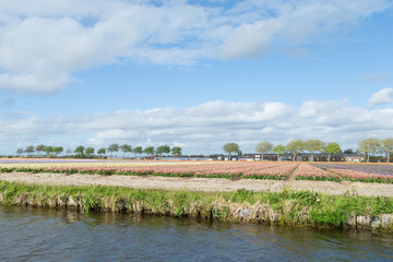 Blooming flower fields of white, blue and pink hyacinths near the canal in the dutch countryside.