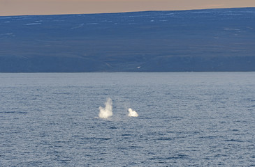 Fototapeta premium Bowhead Whale Spouts in the Arctic