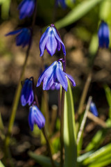 Spring blue flowers