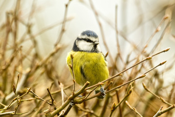 Blue Tit (Cyanistes caeruleus) Perched in hedge looking right
