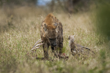 Hyena eating, Africa