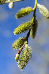 The buds of the pussy Willow in the Spring.