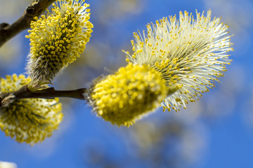 Fototapeta premium The buds of the pussy Willow in the Spring.