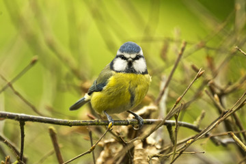 Blue Tit, Cyanistes caeruleus, perched on twig looking straight on