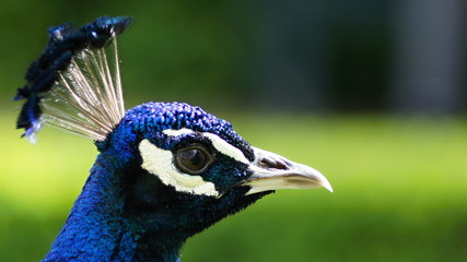 Peacock