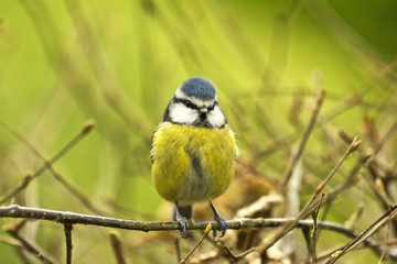 Blue Tit (Cyanistes caeruleus), on twig looking forward