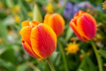 Orange Tulip Garden