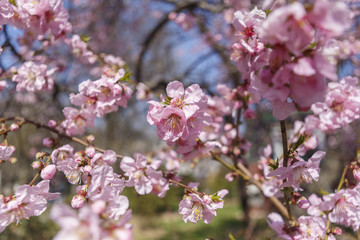 blooming peach tree