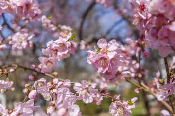 Obraz premium blooming peach tree