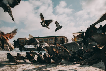 Flying black and white doves on a blue sky background