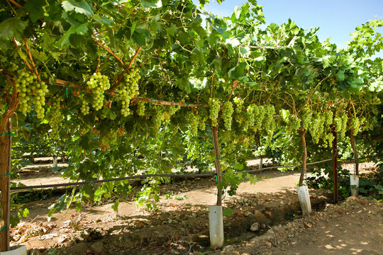 green table grapes