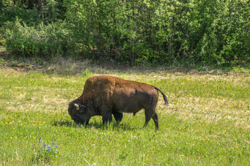 Bison eating Grass
