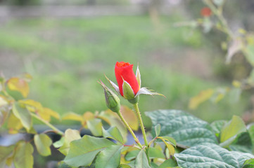 Gonca iki gül; biri açmış, biri açmamış yeşil yaprakları ile gül, arka plan bulanık; flu