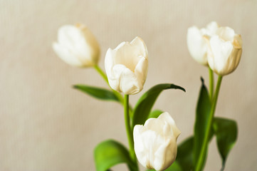 Obraz na płótnie Canvas Tulips in glass jar on the windowsill. White tulips. Window, light.