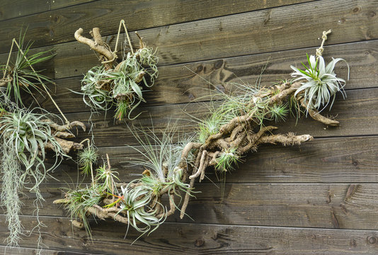 Tillandsia air plants on a wooden wall