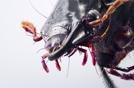 A portrait of a ground beetle Zabrus gibbulus.