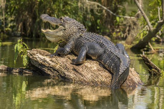 USA, Louisiana, Atchafalaya National Heritage Area. Alligator sunning on log. 