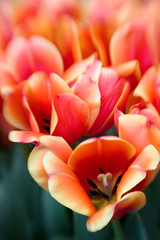 Peachy Pink Tulips II