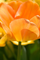 Peach Tulip II