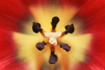 Red & Yellow Tulip Center