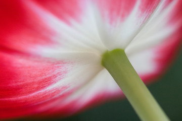 Red & White Tulip V