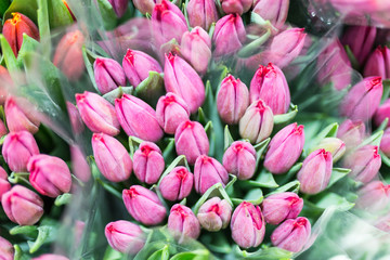 Fototapeta premium Bunch of many beautiful fresh pink tulips. Wholesale and retail 