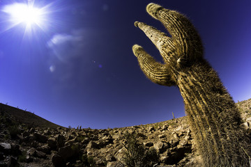 Cactus in the desert