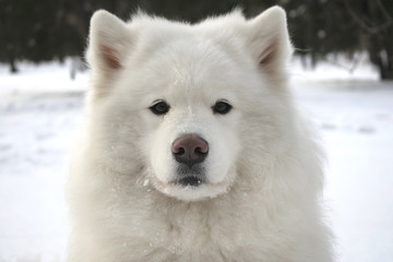 Muzzle Samoyed. close portrait of a very beautiful white fluffy dog. one of the most beautiful animals in the world