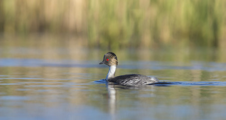 Silvery Grebe, Patagonia, Argentina