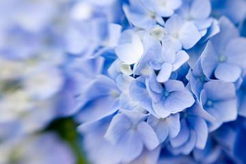 Hydrangea