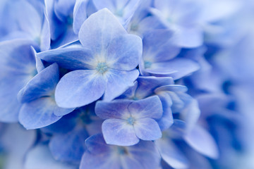 Hydrangea