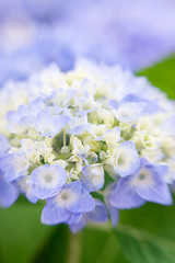 Hydrangea