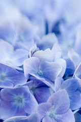 Hydrangea