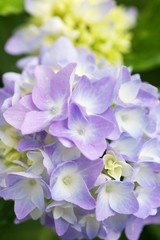 Hydrangea