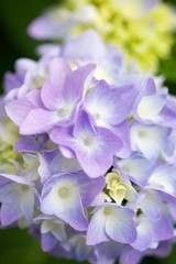 Hydrangea