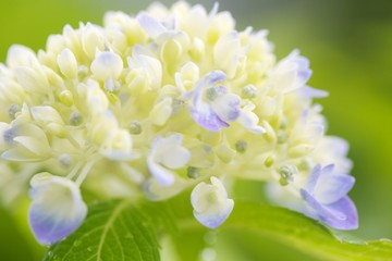Hydrangea