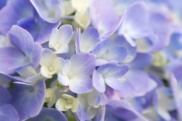 Hydrangea
