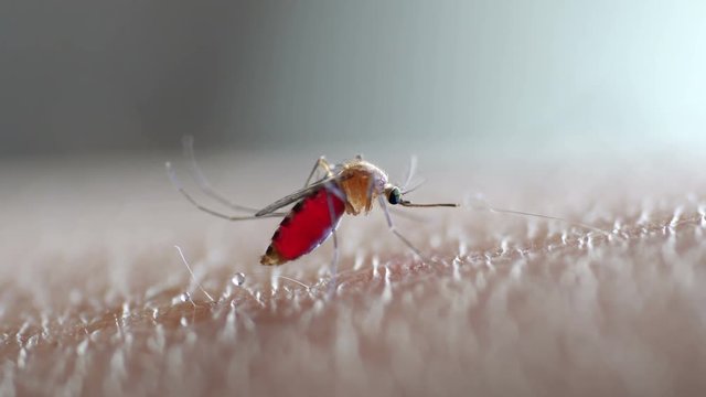 Mosquito sucked blood on human skin, Macro shot
