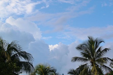 Fototapeta na wymiar Gorgeous palm trees crown on blue sky and white clouds background. Bahamas Beautiful background.